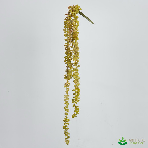 yellow string of pearls plant