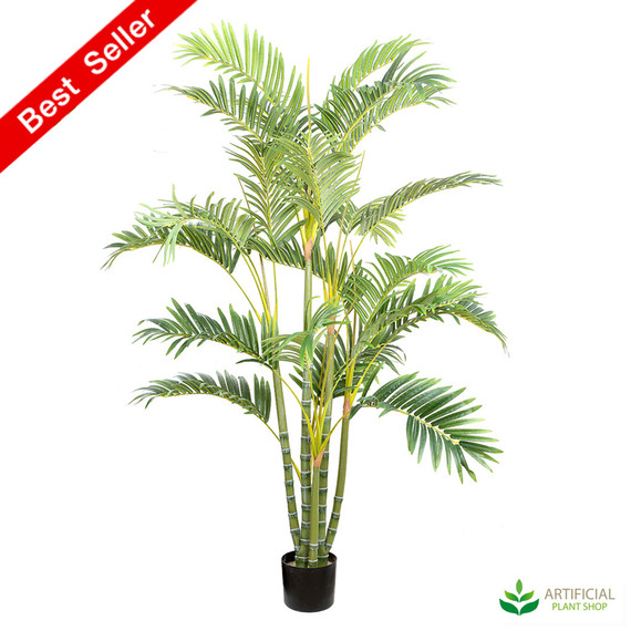 Areca Palm 1.5m multi-trunk