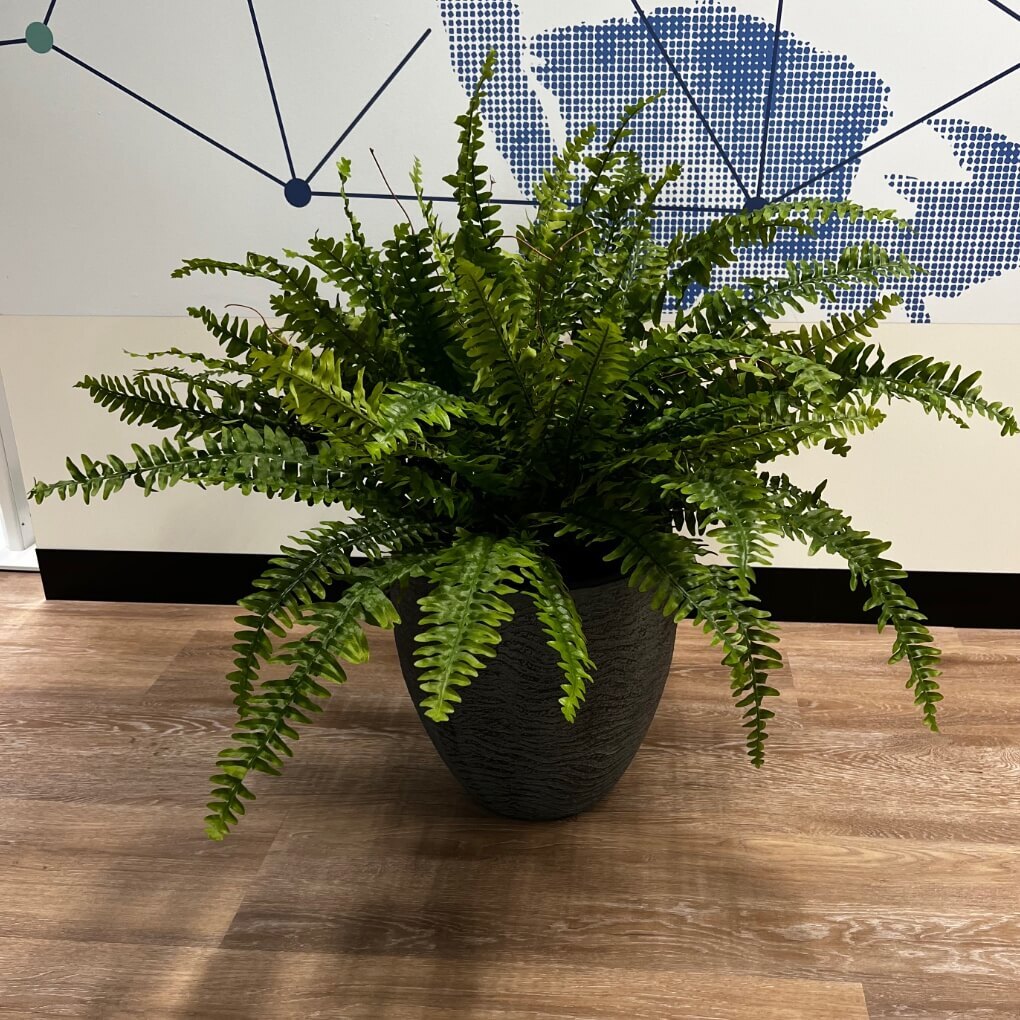 Boston Fern Potted