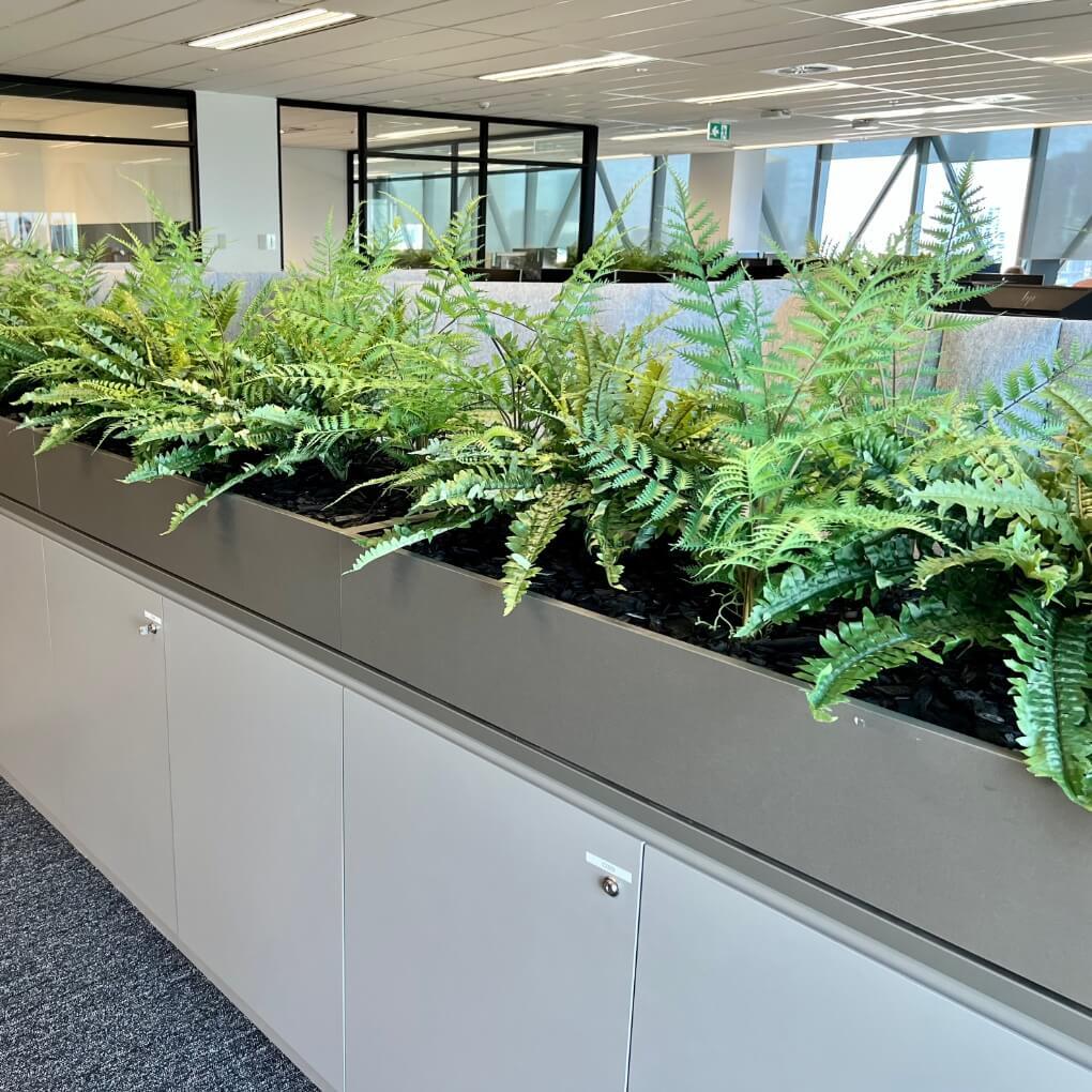 Boston Ferns in Office