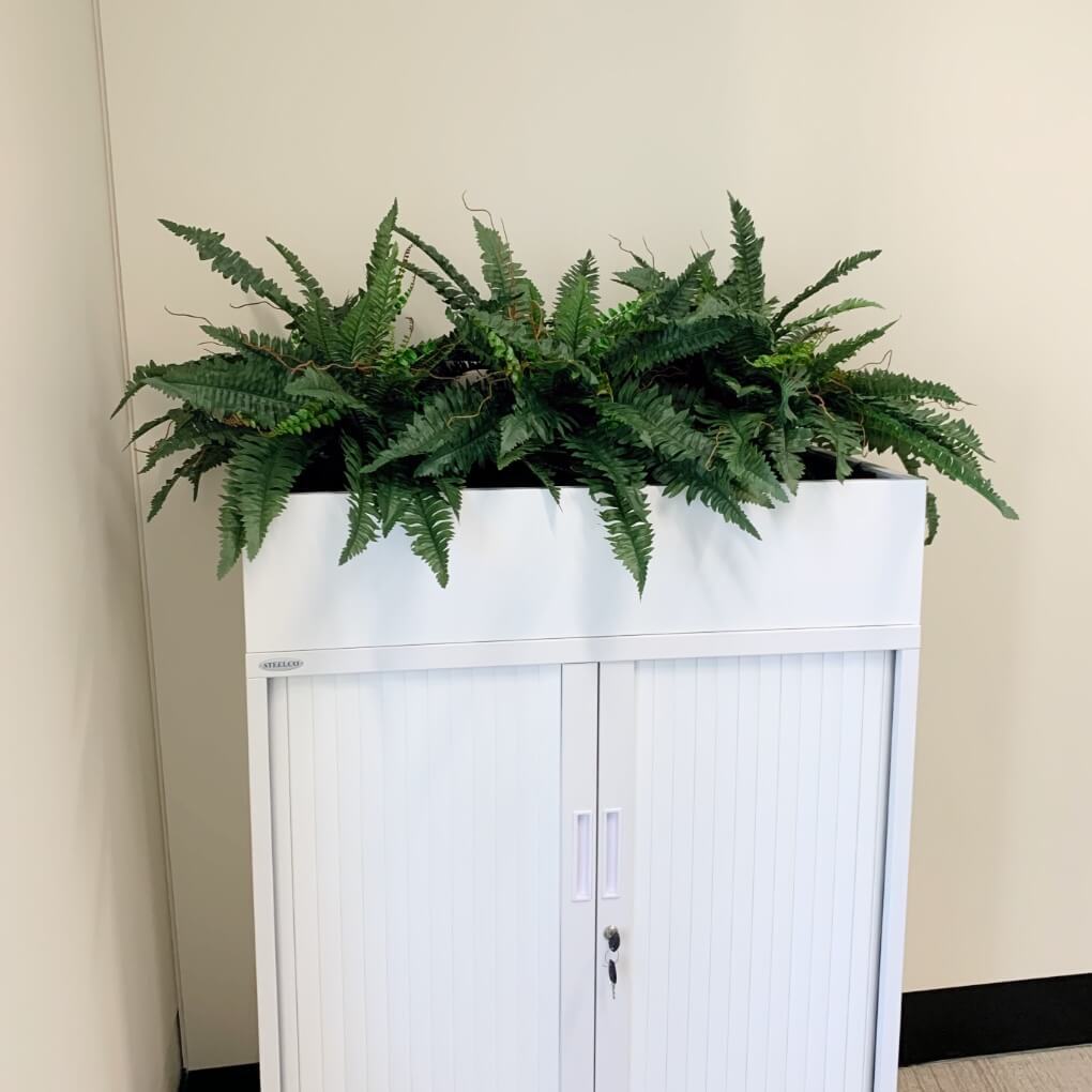 Ferns in Tambour Unit