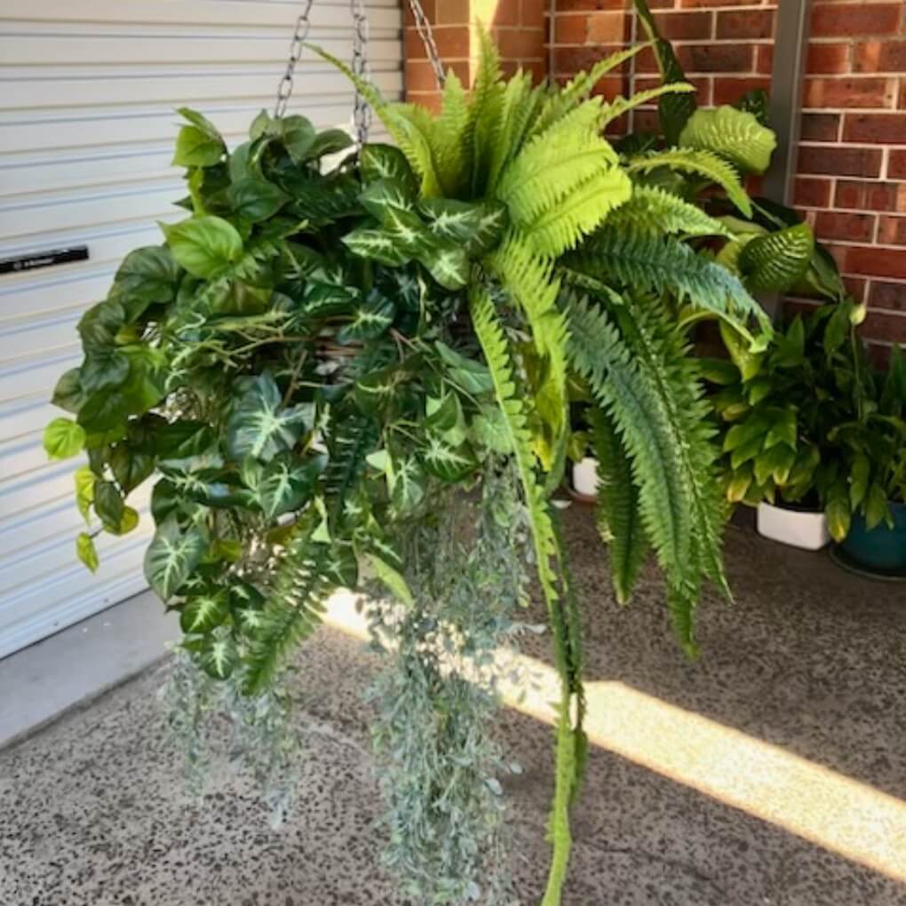 Hanging Basket Ferns