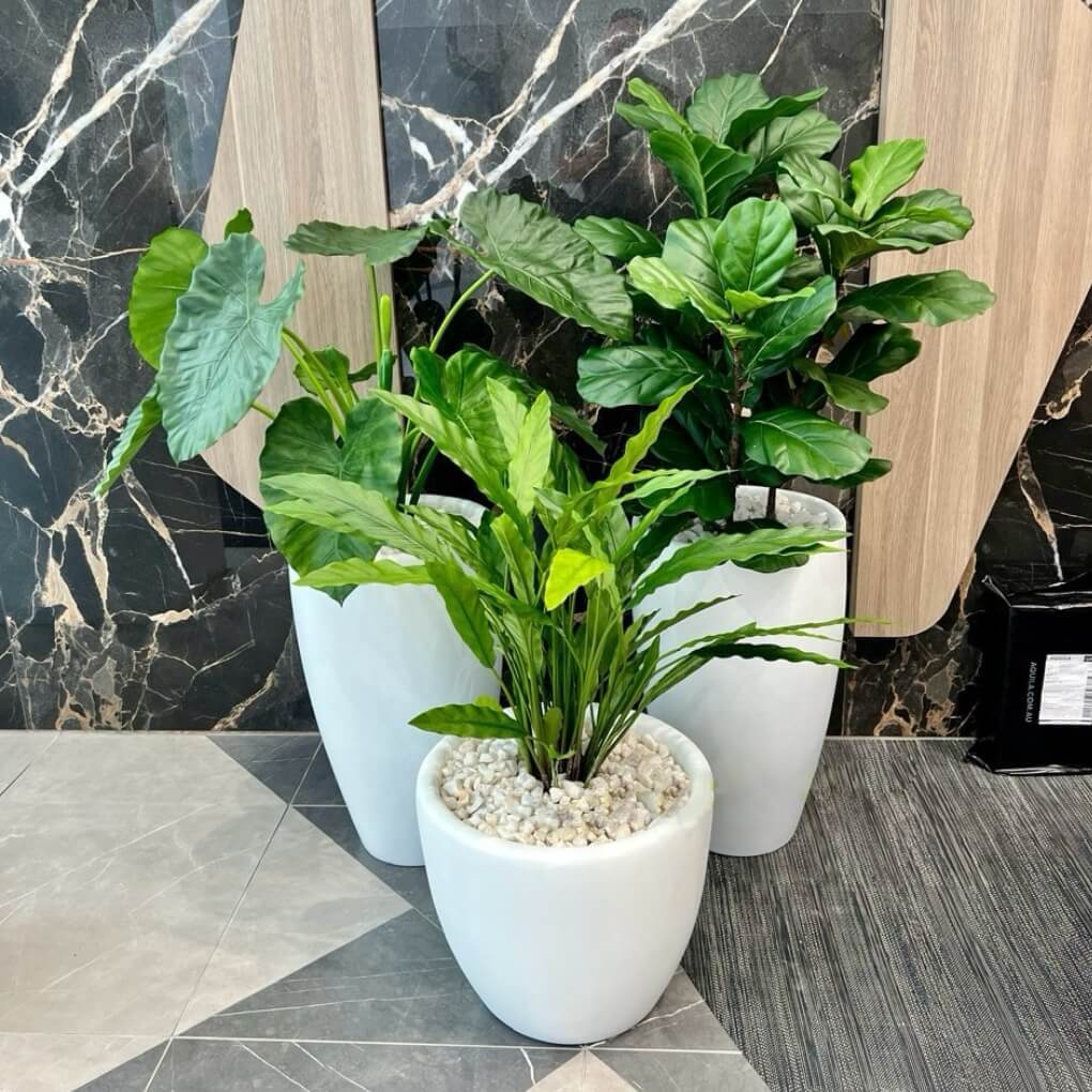 Plants in White Pots