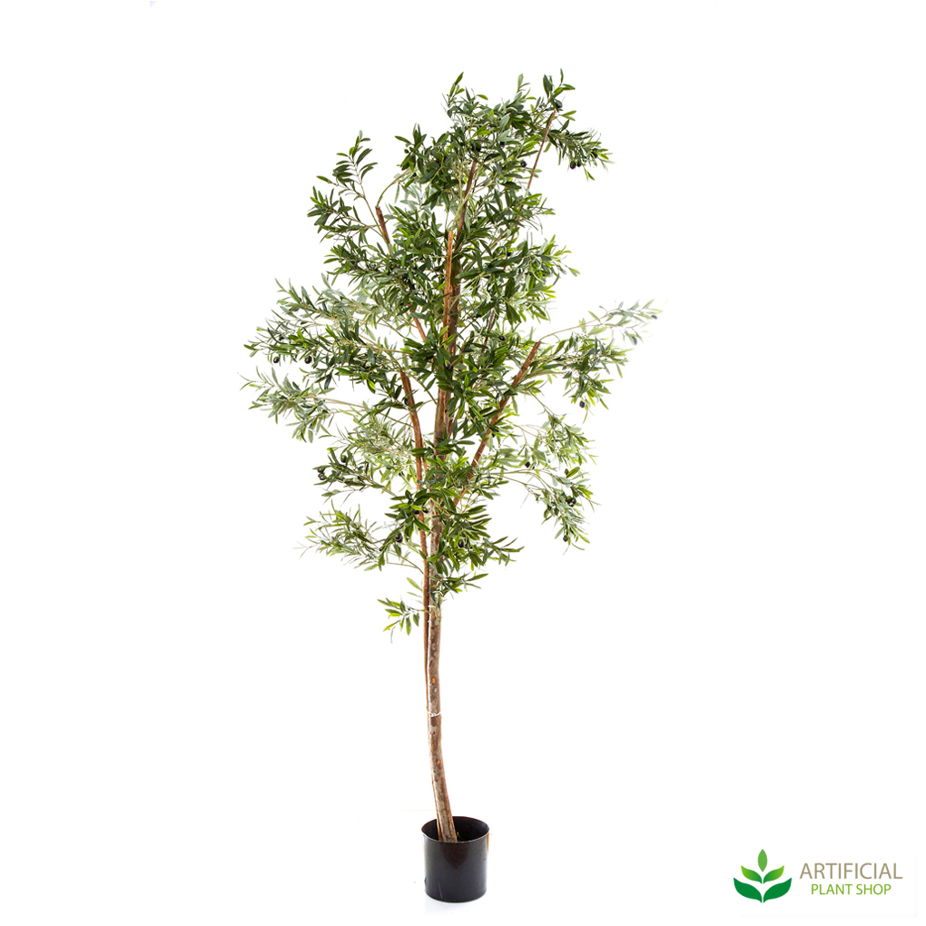 Olive Tree 2.4m