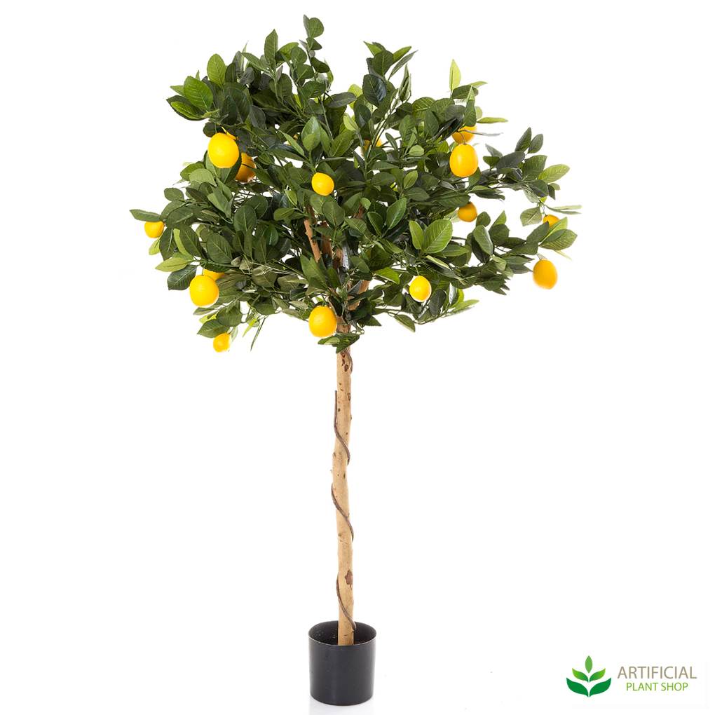 Golden Lemon Tree 0.9m