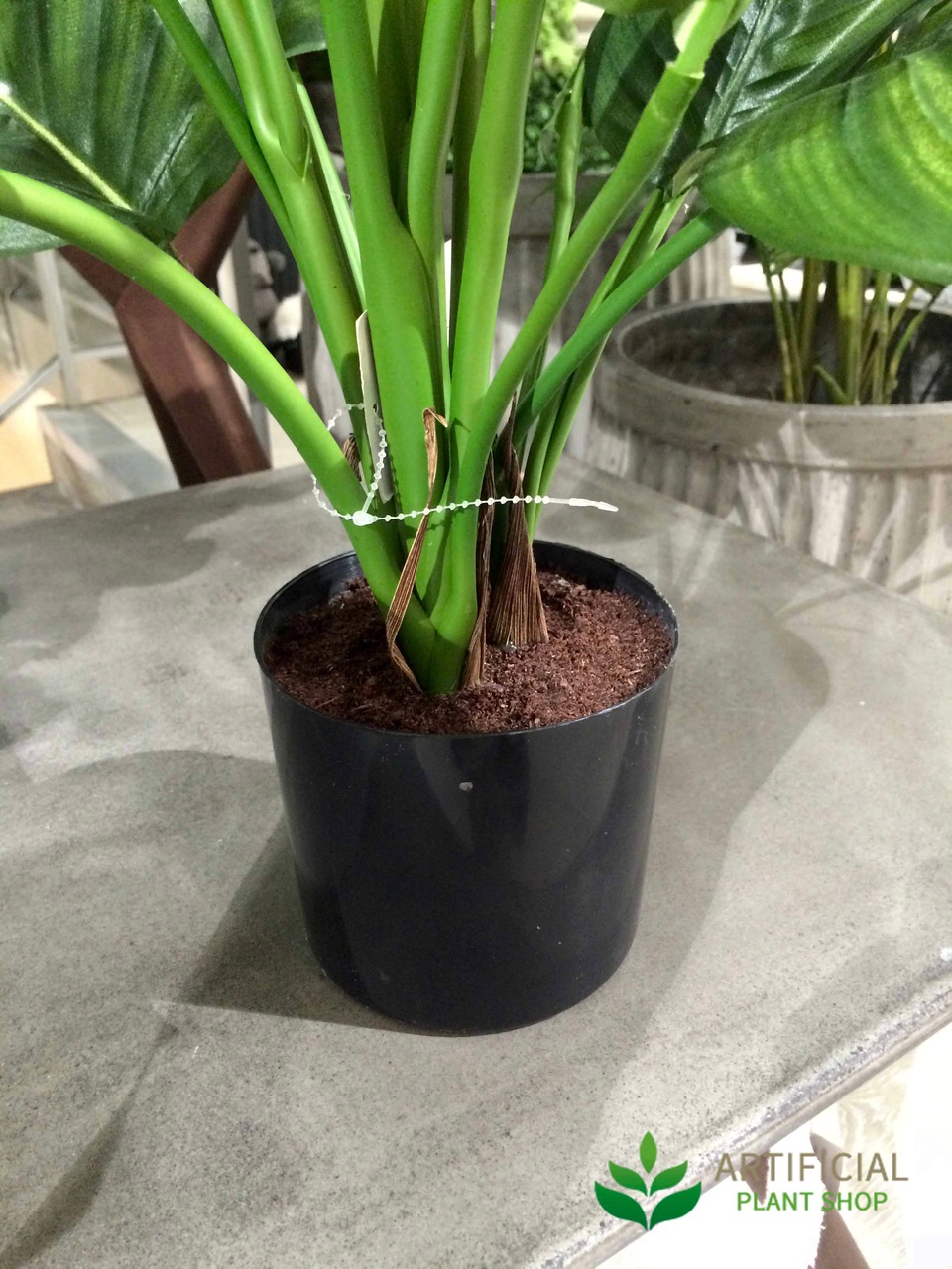 Calathea Fasciata stems