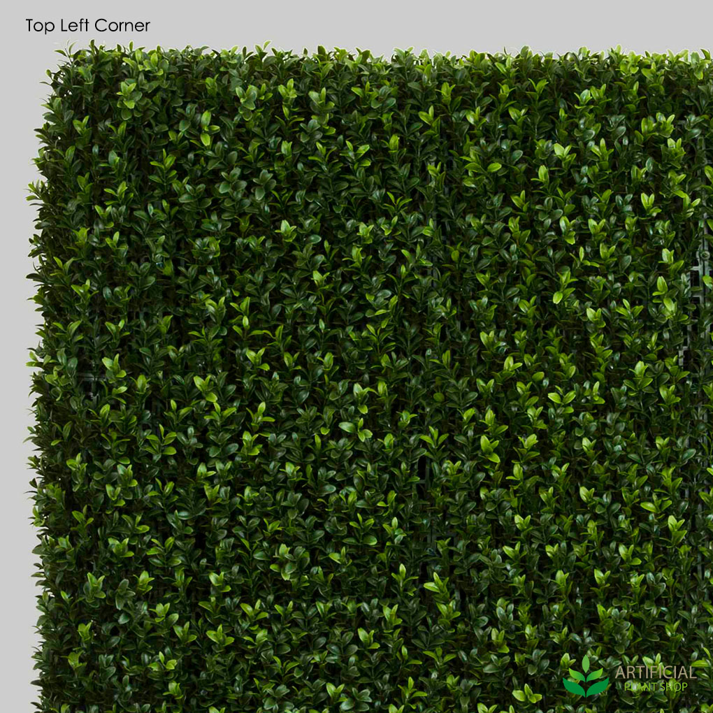 Boxwood Hedge Foliage