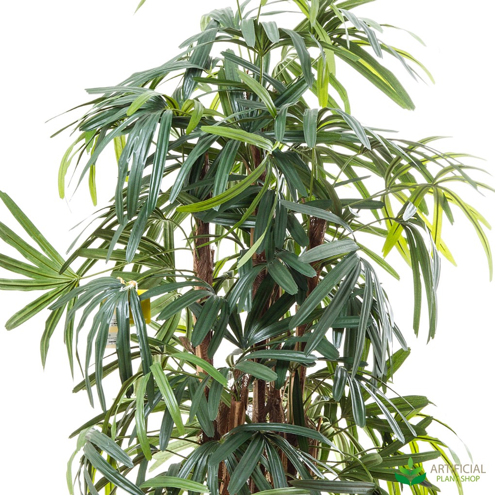 Raphis Palm foliage