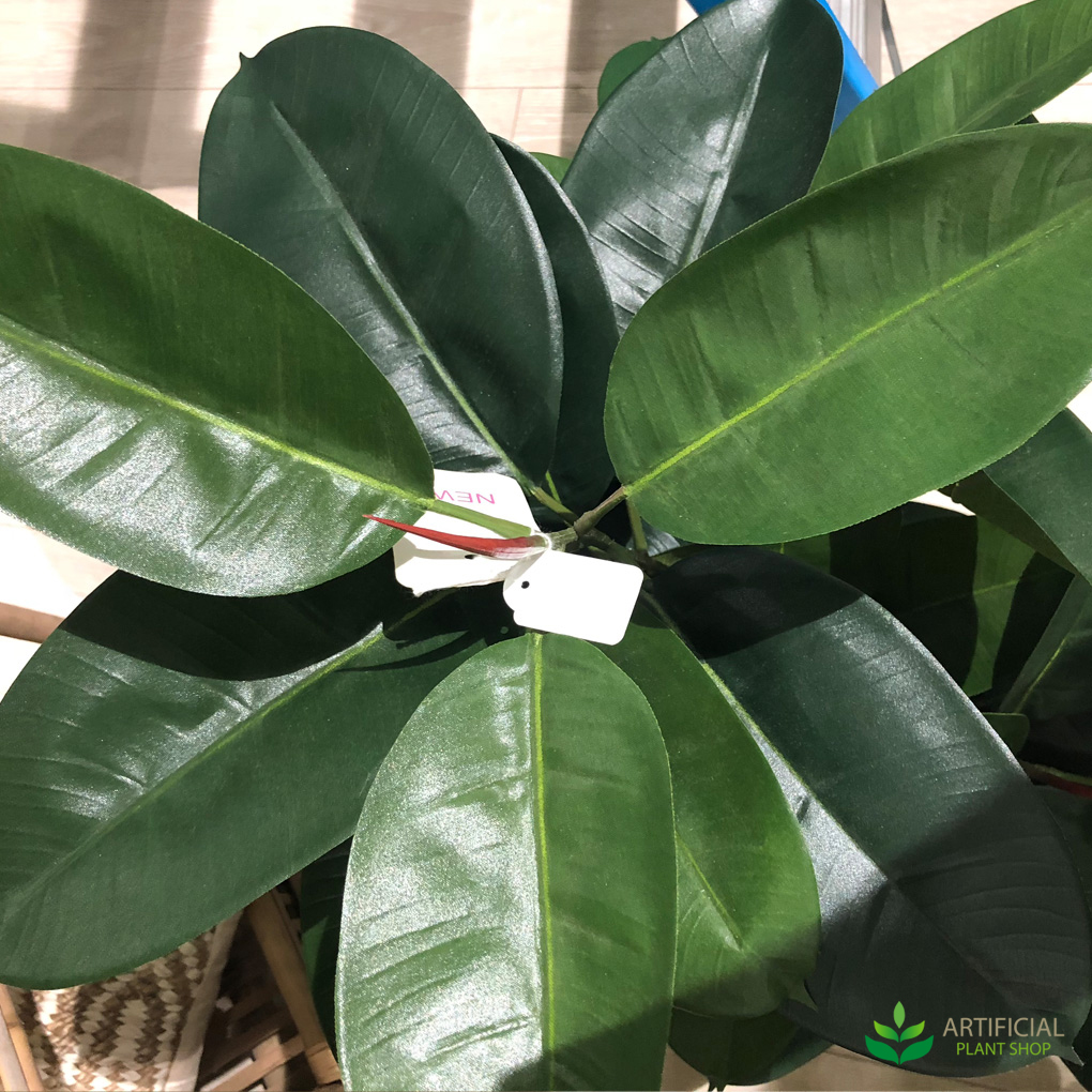 Rubber Tree leaves