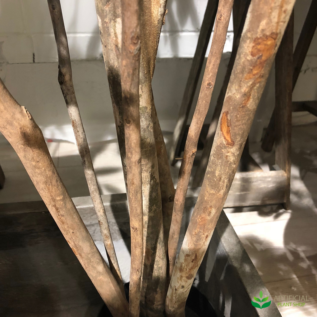 camellia tree trunks