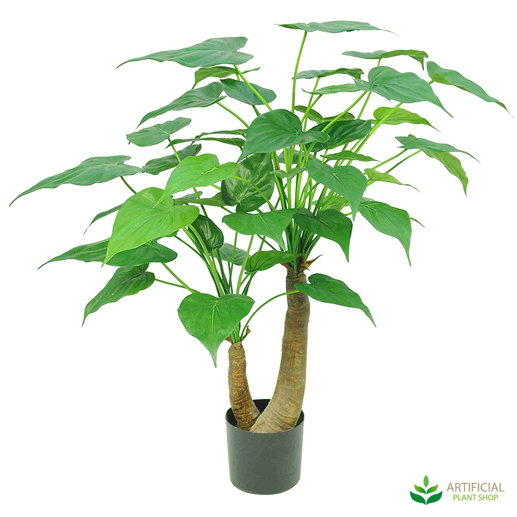 Alocasia Cacullata Tree 95cm