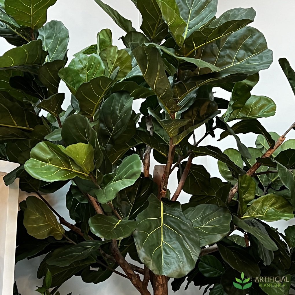 fiddle leaf tree leaves