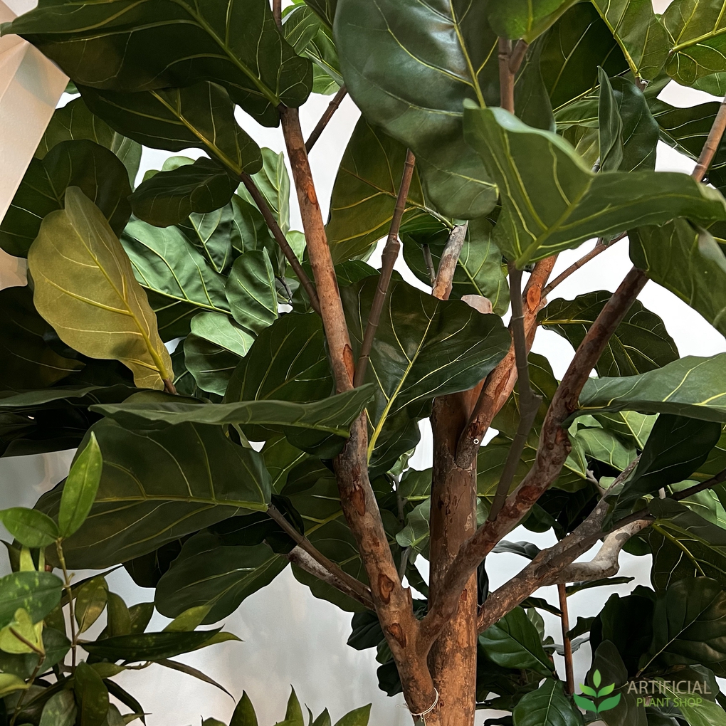 fiddle leaf tree trunk