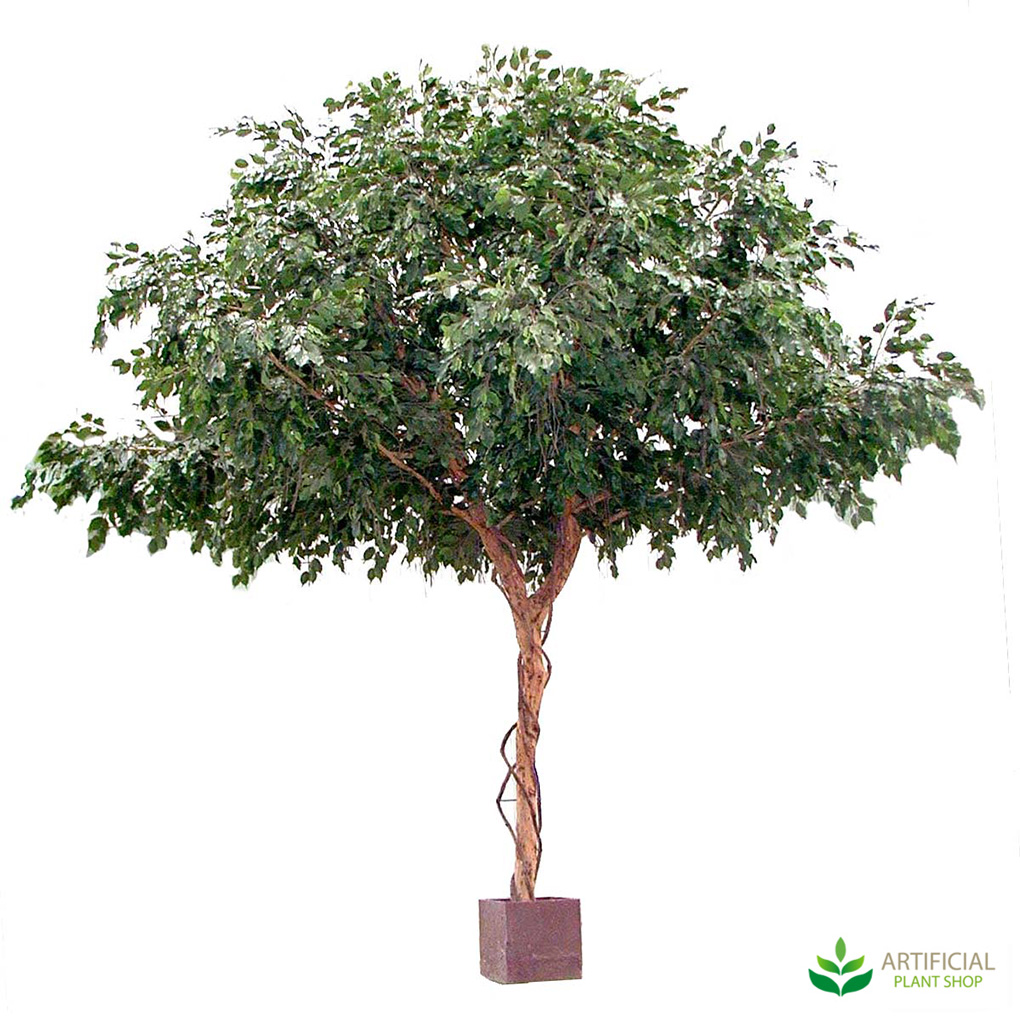 Ficus Umbrella Tree