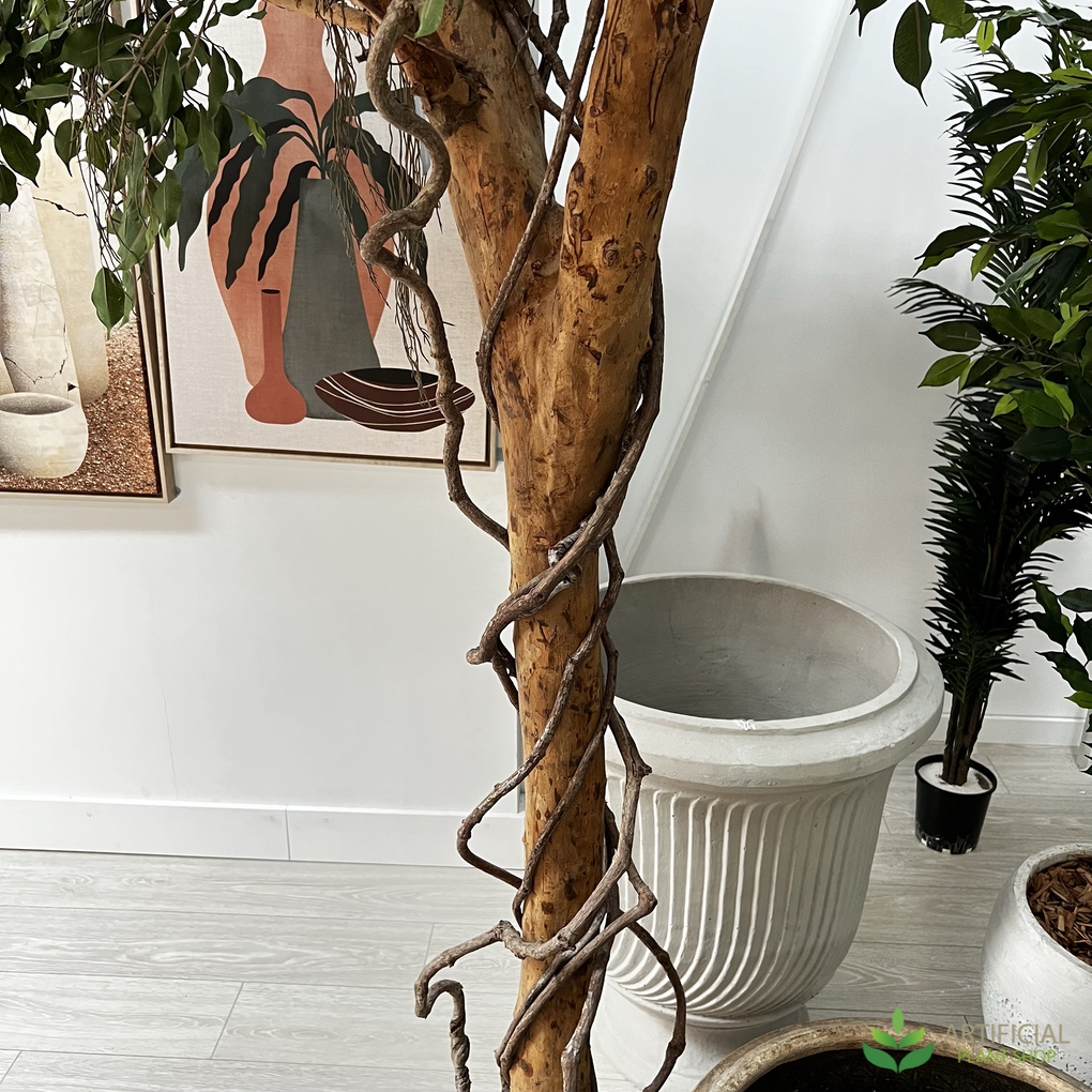 Giant Ficus Umbrella Tree 3.5m