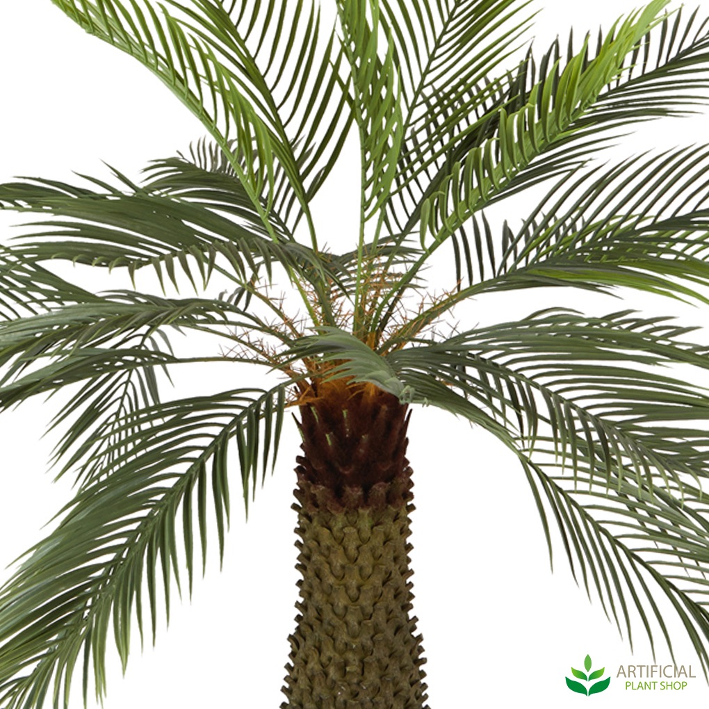 Cycad Palm Tree1.4m