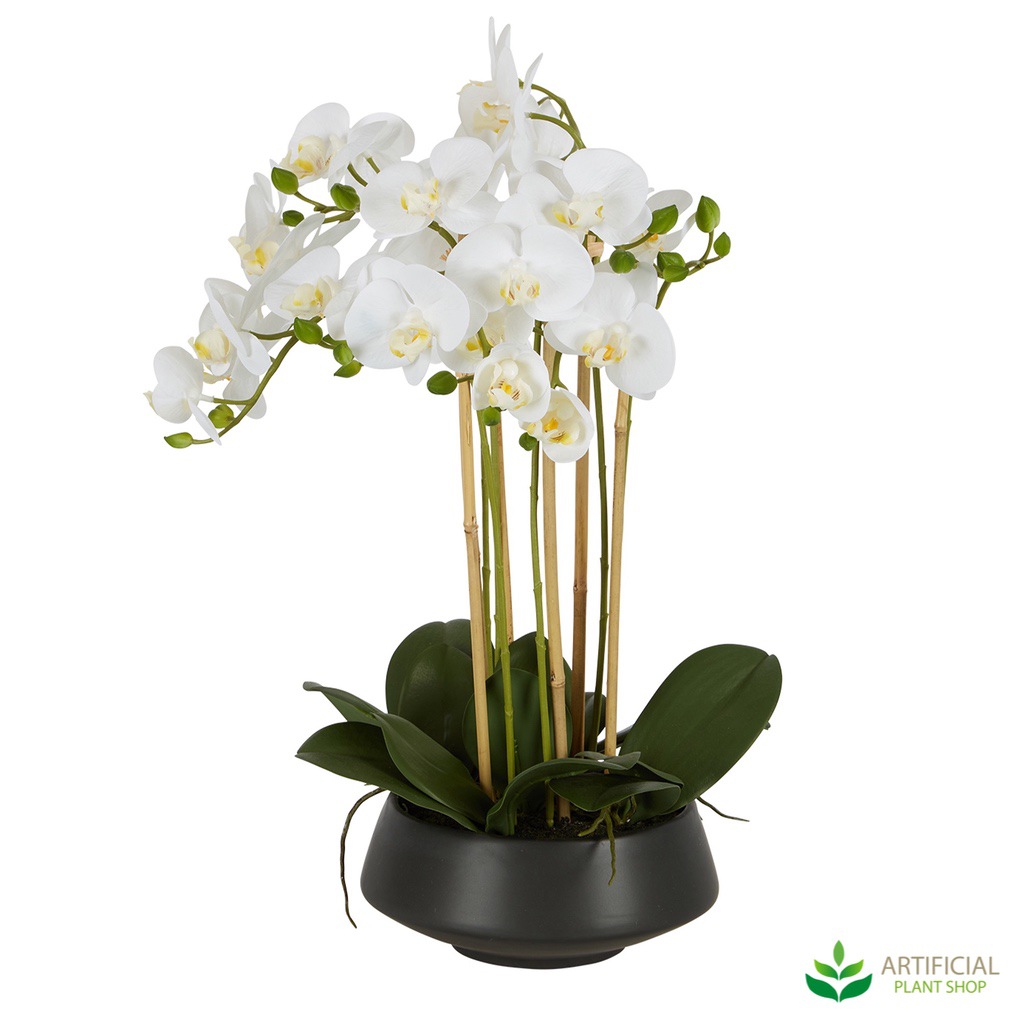 white orchid in a black pot