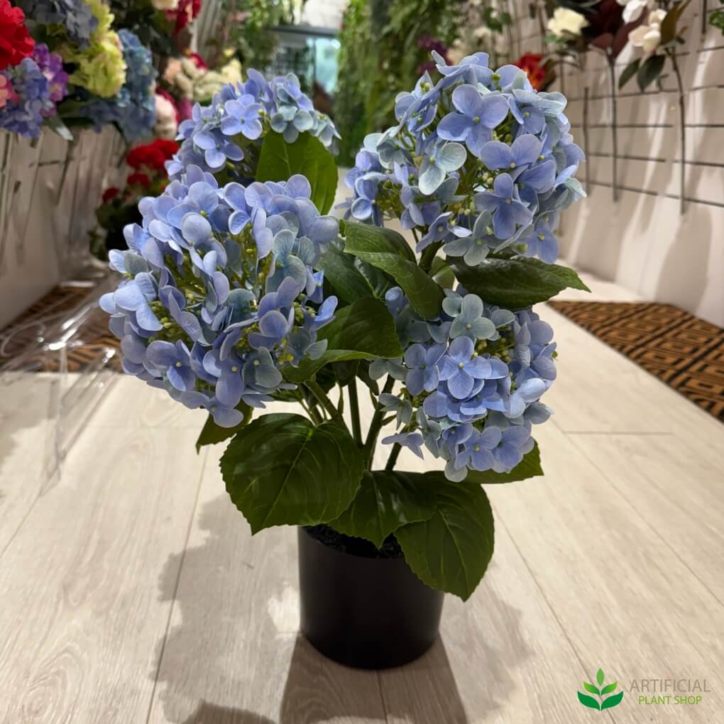 potted blue hydrangea