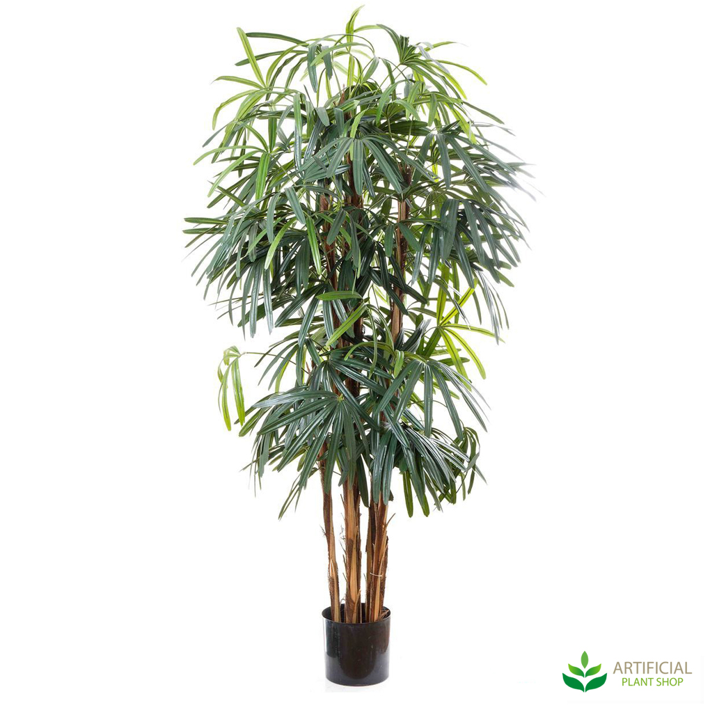 Raphis Palm 1.8m
