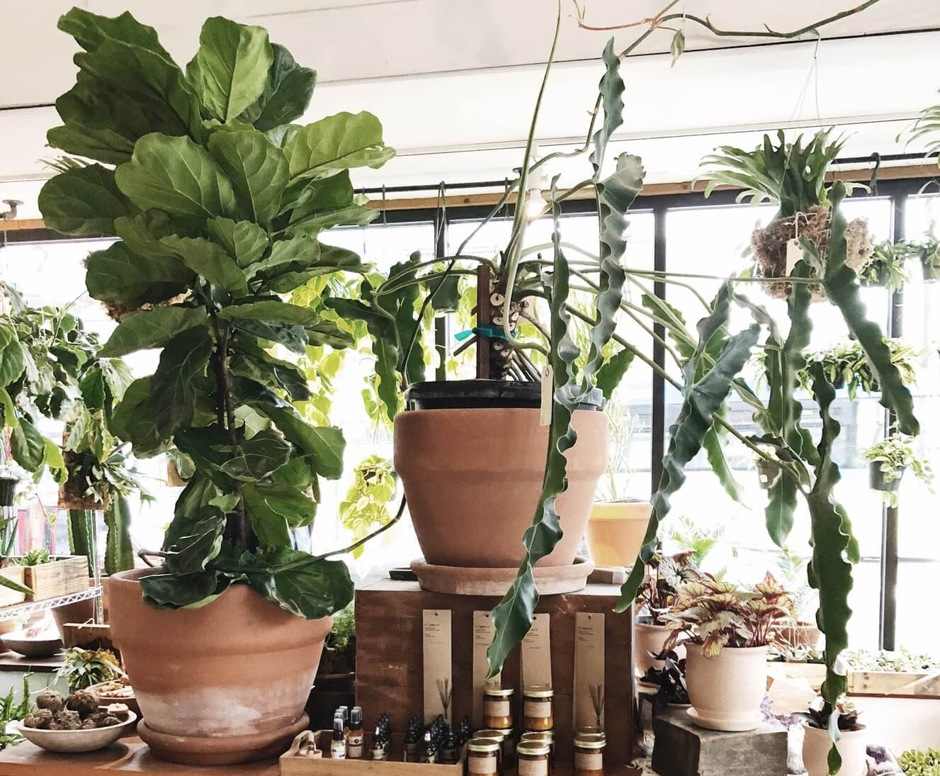 Best Artificial Plants For Tall Pots Artificial Plant Shop