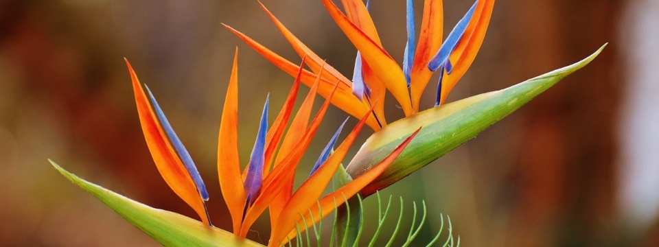 Artificial Bird of Paradise Plant by Artificialplantshop.com.au