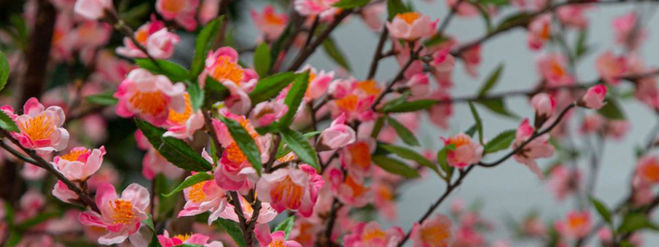 Artificial Cherry Blossom Trees by Artificialplantshop.com.au