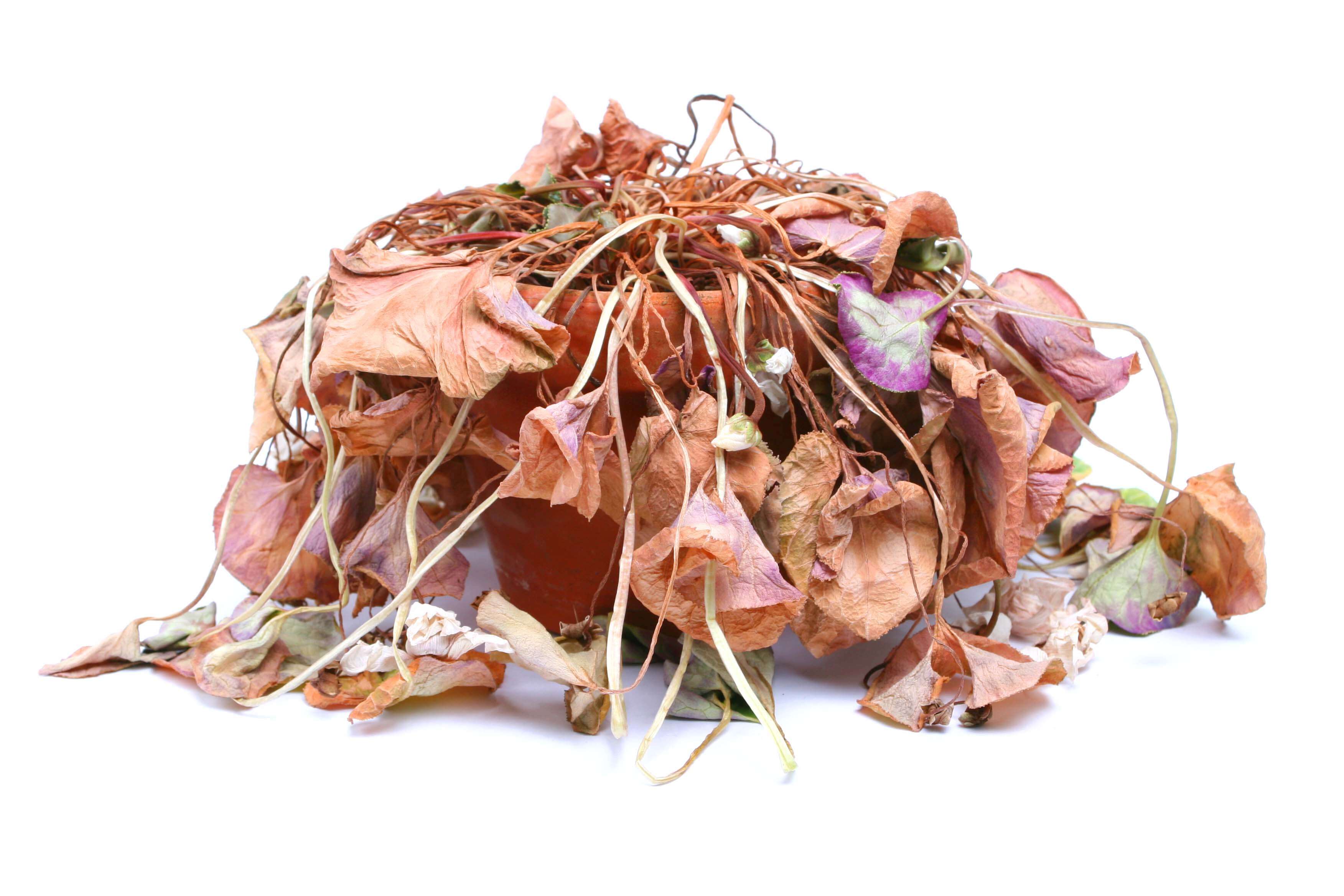 3 Reasons Why Fake Plants Suit A Modern Lifestyle Artificial Plant Shop