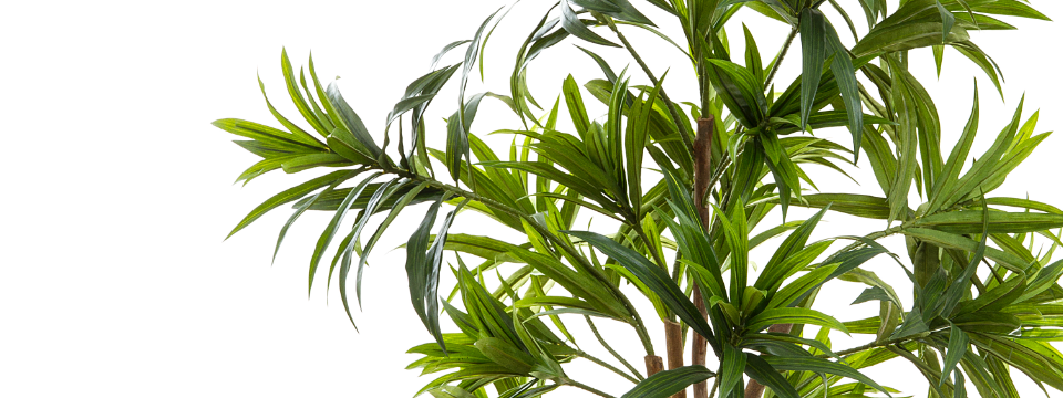 Artificial Dracaena Plants by Artificialplantshop.com.au