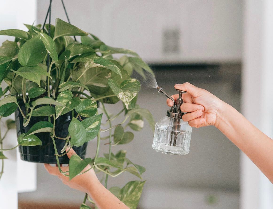 Will Eucalyptus Spray Keep Bugs Off My Fake Plants? Artificial Plant Shop