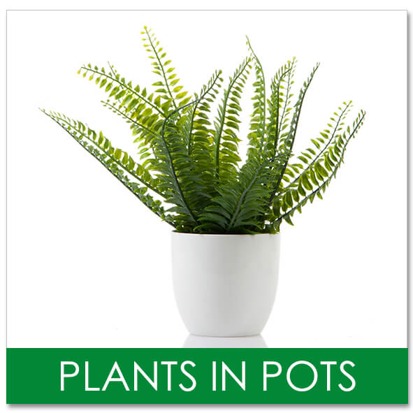 Are Fake Plants Bad Feng Shui? Artificial Plant Shop
