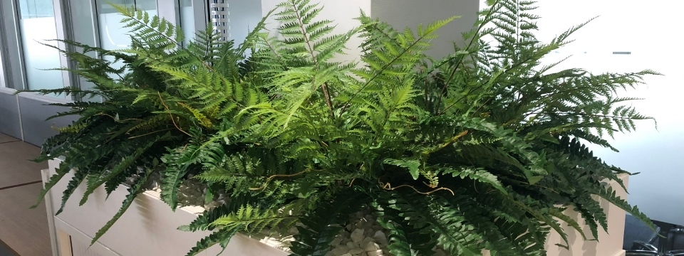 Artificial Ferns by Artificialplantshop.com.au