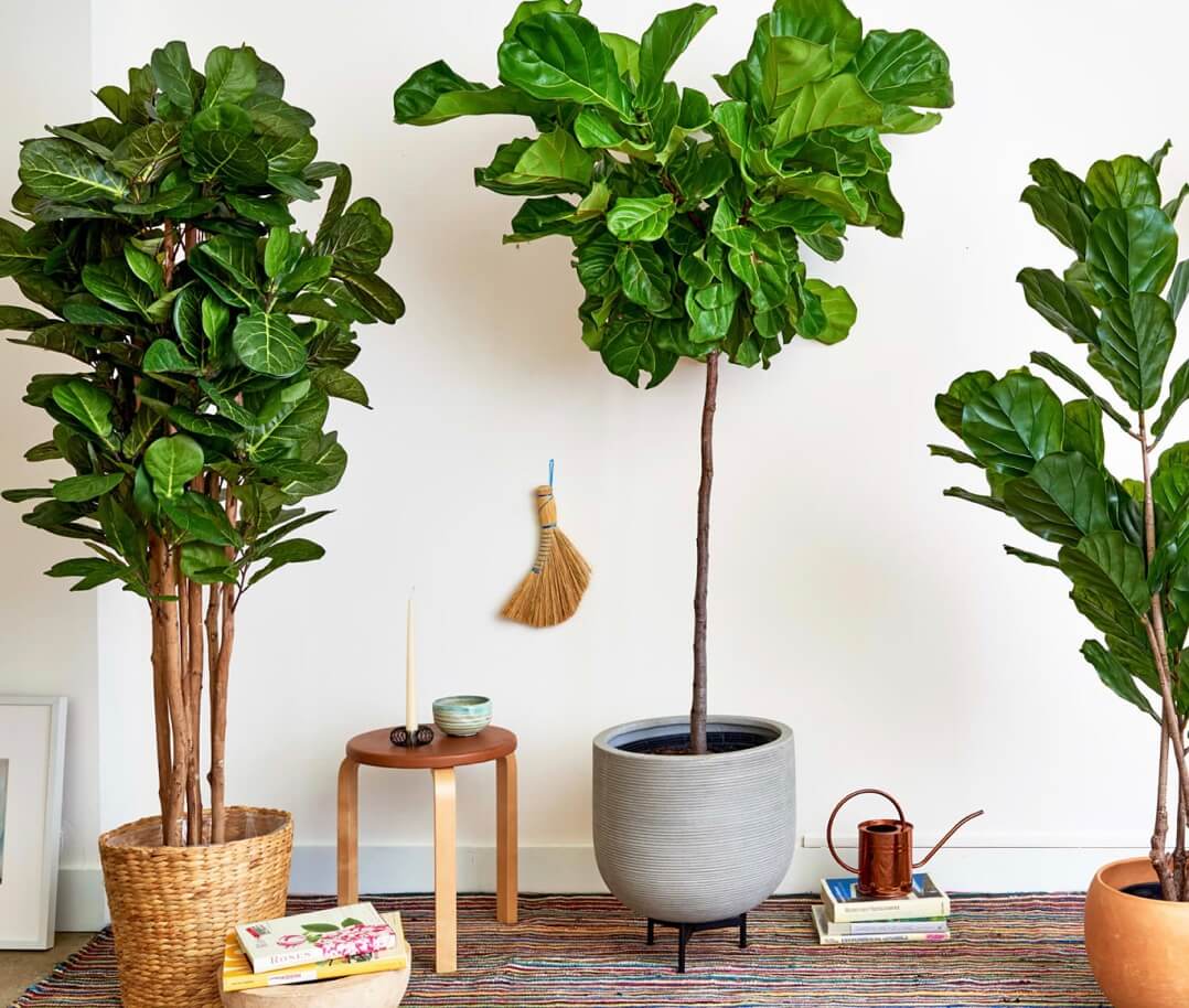 Fake Vs. Real Fiddle Leaf Fig Trees Artificial Plant Shop