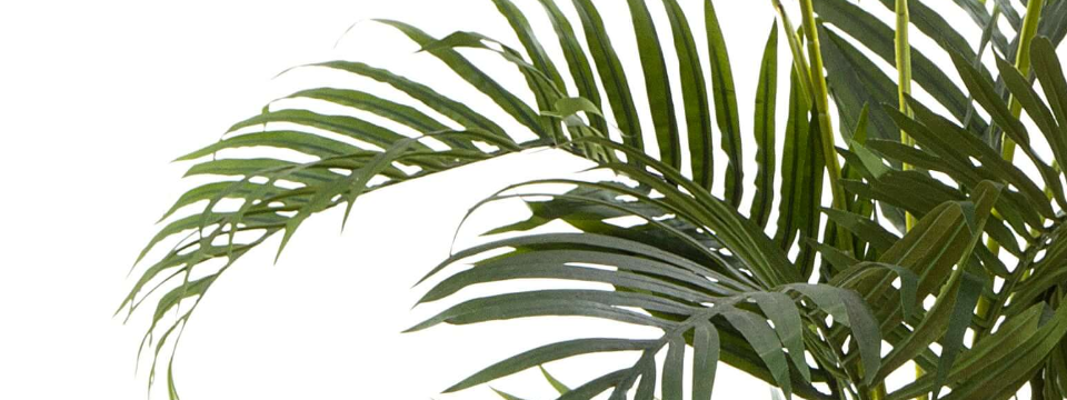 Artificial Kentia Palms by Artificialplantshop.com.au