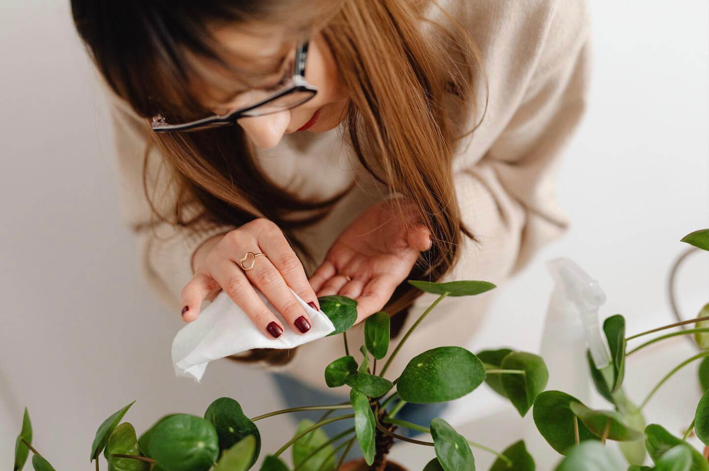 Will Eucalyptus Spray Keep Bugs Off My Fake Plants? Artificial Plant Shop