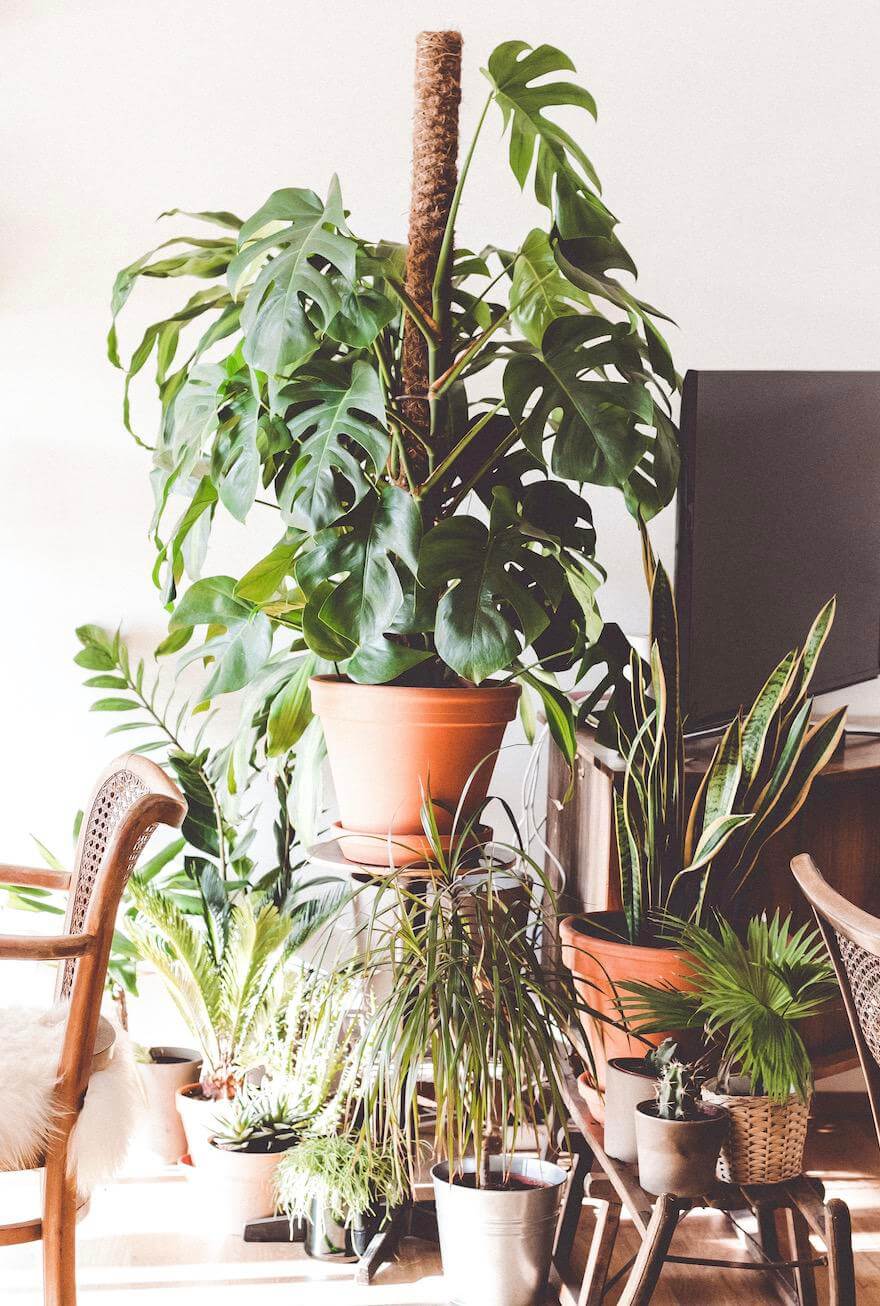 How to Style Target Artificial Plants and much more? Artificial Plant