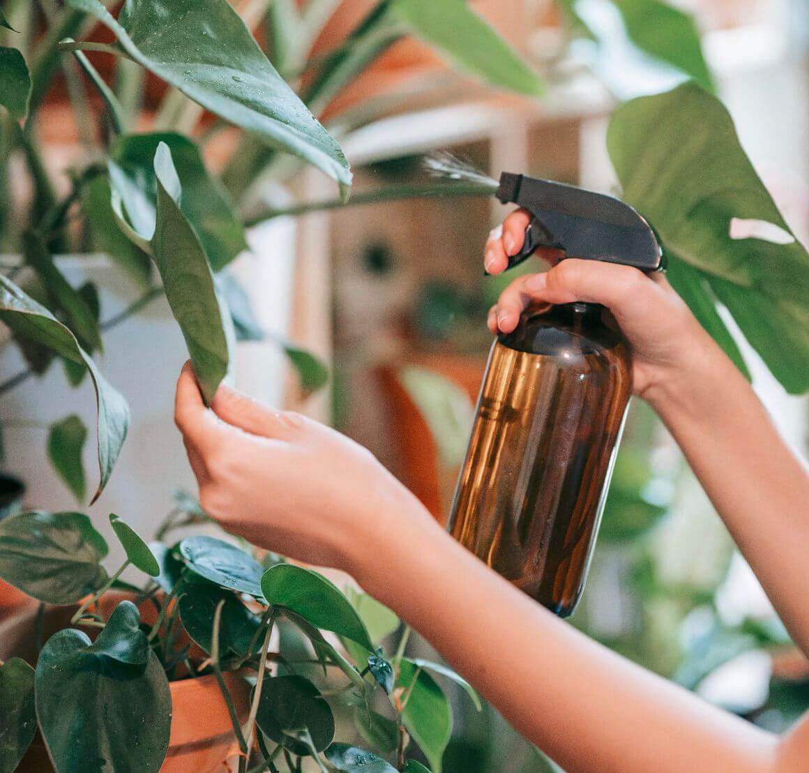 Will Eucalyptus Spray Keep Bugs Off My Fake Plants? Artificial Plant Shop