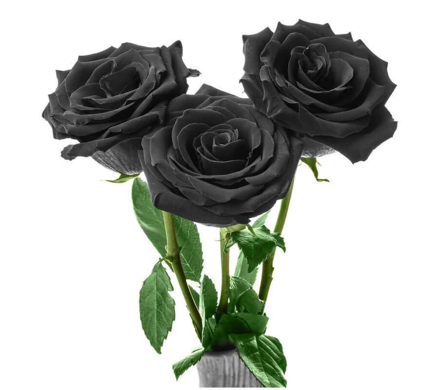 what-do-roses-symbolise-artificial-plant-shop