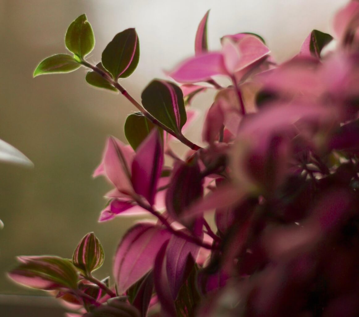Wandering Jew the best Artificial Hanging Plant? Artificial Plant Shop