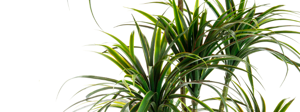 Artificial Yucca Trees by Artificialplantshop.com.au