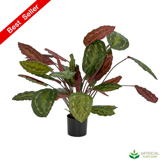 Calathea fasciata green/red 65cm - Artificialplantshop.com.au