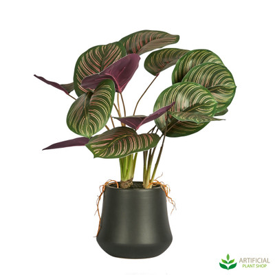 Potted calathea plant