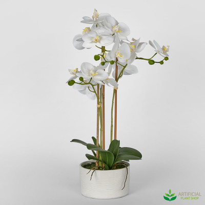 white luxe orchid in ribbed pot