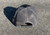 Cooter’s 01 Tire Tracks Trucker Hat