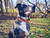 Cooter's Orange 01 Dog Collar