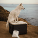 Trelino® Origin S • Ultra Portable & Lightweight Toilet
