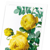 Yellow Rose Card