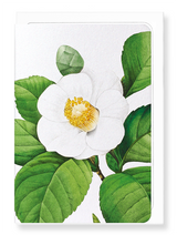 White Japanese Camellia Card