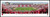 University of Wisconsin Panoramic Print #8 (50 Yard) Decade Awards