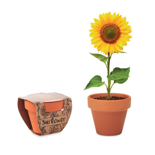 Terracotta-Topf Sonnenblume: Natürliches Wachstum (MO6147)  