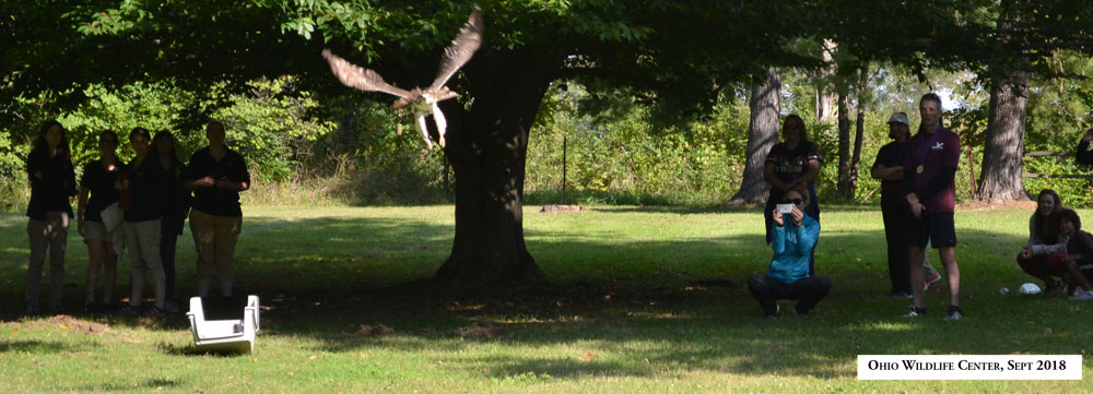 ohio-wildlife-center-hawk-release-5k-2018.jpg